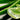 Aloe Vera: Unlocking Nature's Benefits and Versatile Usage